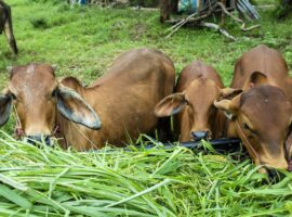 guru-besar-ipb-university-paparkan-lima-strategi-peternak-hadapi-fluktuasi-harga-pakan