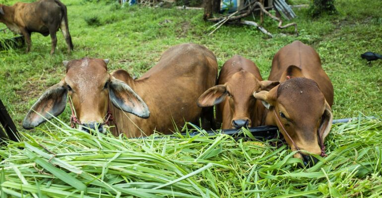 guru-besar-ipb-university-paparkan-lima-strategi-peternak-hadapi-fluktuasi-harga-pakan