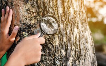 indonesia-masih-tertinggal-dalam-forensik-kayu-ipb-university-kembangkan-teknologi-identifikasi-berbasis-dna.jpg