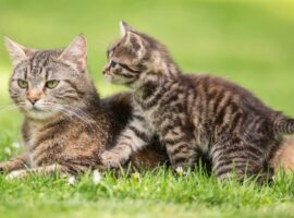 kucing-bikin-mandul-simak-penjelasan-lengkap-pakar-patologi-klinik-ipb-university