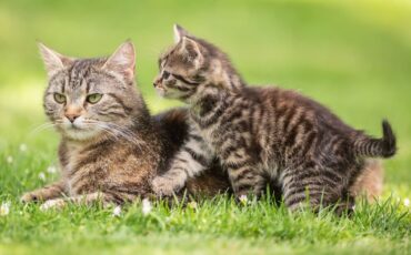 kucing-bikin-mandul-simak-penjelasan-lengkap-pakar-patologi-klinik-ipb-university