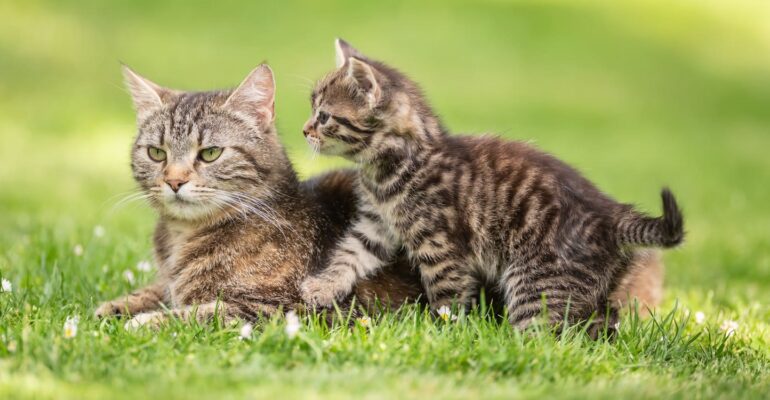 kucing-bikin-mandul-simak-penjelasan-lengkap-pakar-patologi-klinik-ipb-university