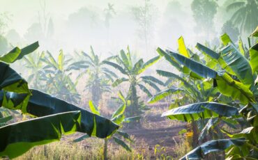 penanaman-pisang-tak-cukup-ini-rekomendasi-dua-pakar-ipb-university-cegah-gangguan-monyet-ke-permukiman