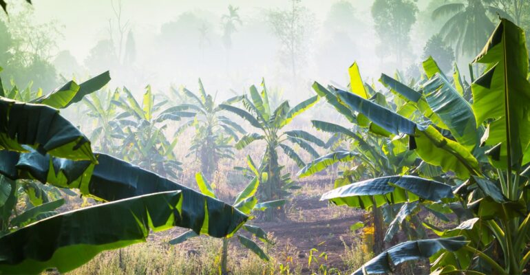 penanaman-pisang-tak-cukup-ini-rekomendasi-dua-pakar-ipb-university-cegah-gangguan-monyet-ke-permukiman