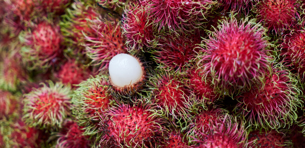 rambutan-absen-di-akhir-tahun-pakar-buah-tropika-ipb-university-ungkap-alasannya