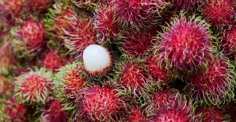 rambutan-absen-di-akhir-tahun-pakar-buah-tropika-ipb-university-ungkap-alasannya
