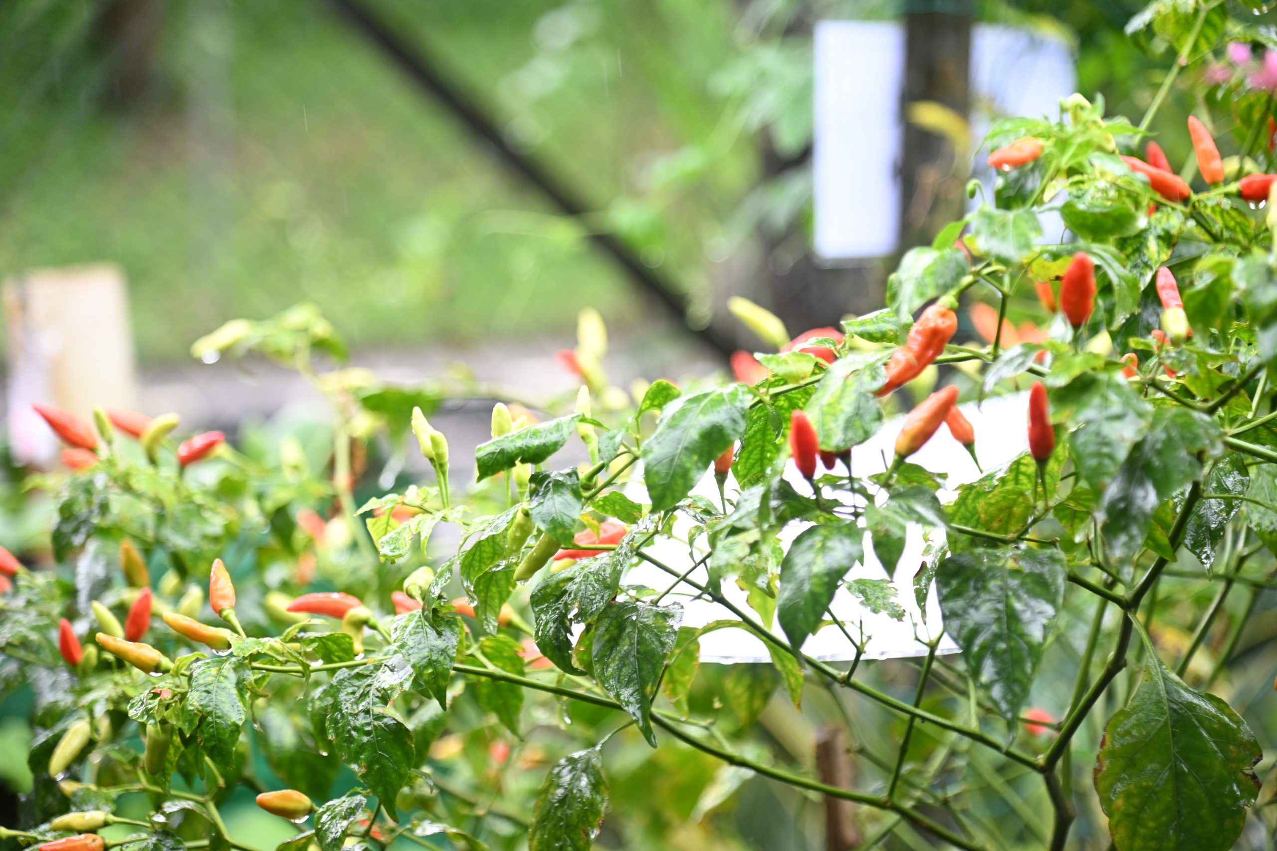 WhatsApp Image 2026-02-05 at 14.15.18 (6)