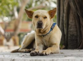 anjing-dianggap-bagian-dari-keluarga-ini-pentingnya-paham-tingkah-lakunya-yang-unik