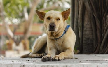 anjing-dianggap-bagian-dari-keluarga-ini-pentingnya-paham-tingkah-lakunya-yang-unik