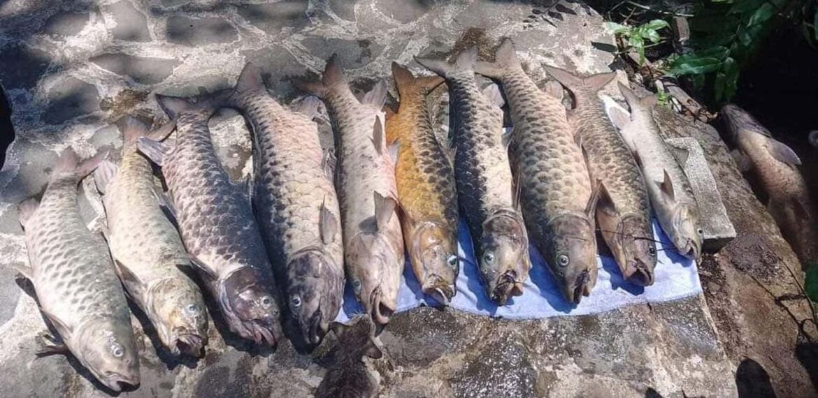 kematian-massal-ikan-dewa-di-kuningan-ini-tanggapan-guru-besar-fpik-ipb-university.jpg