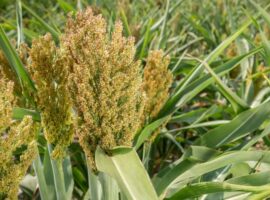 Masa Depan Pangan Nasional, Prof Trikoesoemaningtyas Tawarkan Solusi Produktivitas Lahan Suboptimum: Siap Kembangkan Sorgum dan Gandum