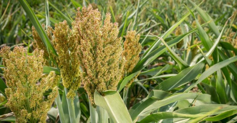 Masa Depan Pangan Nasional, Prof Trikoesoemaningtyas Tawarkan Solusi Produktivitas Lahan Suboptimum: Siap Kembangkan Sorgum dan Gandum
