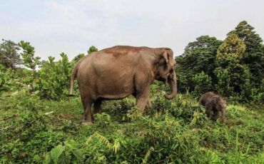 maraknya-perburuan-satwa-liar-merendahkan-martabat-indonesia.jpg