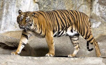 pakar-konservasi-satwa-liar-ipb-university-hilangnya-mangsa-dan-habitat-tekan-populasi-harimau-sumatra.jpg
