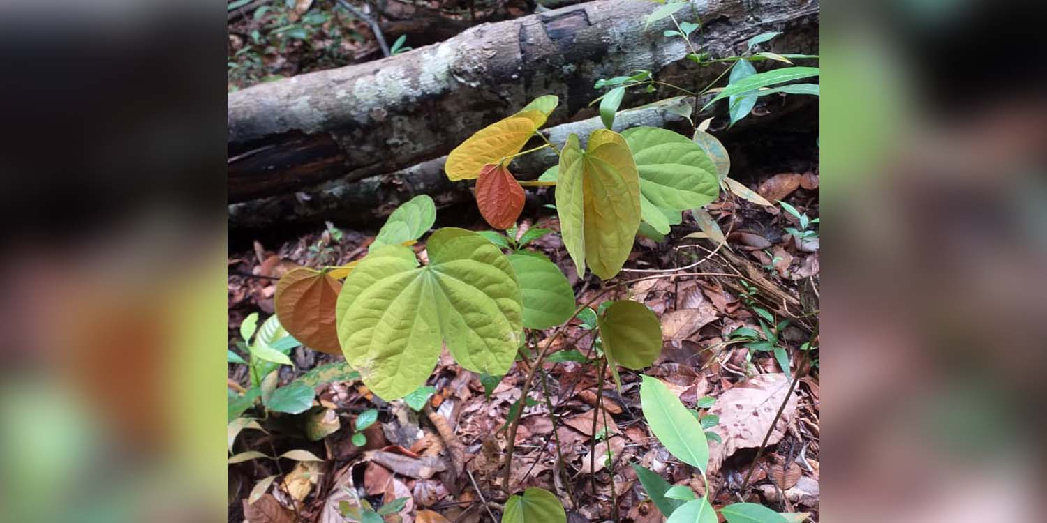 Peneliti IPB University Temukan Potensi Kangkang Katup Asal Lingga sebagai Antidiabetes dan Antioksidan