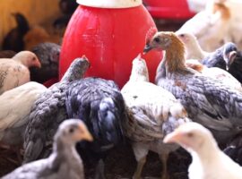 ayam-ipb-masuk-radar-kementan-untuk-penguatan-pangan-nasional.jpg