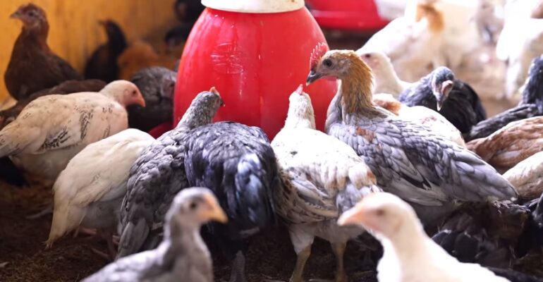 ayam-ipb-masuk-radar-kementan-untuk-penguatan-pangan-nasional.jpg