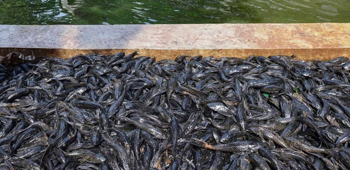 guru-besar-ipb-university-sarankan-ikan-sapu-sapu-diolah-jadi-pupuk-tanaman-hias.jpg