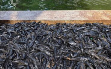 guru-besar-ipb-university-sarankan-ikan-sapu-sapu-diolah-jadi-pupuk-tanaman-hias.jpg