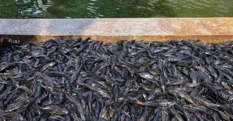 guru-besar-ipb-university-sarankan-ikan-sapu-sapu-diolah-jadi-pupuk-tanaman-hias.jpg