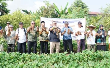 kolaborasi-ipb-university-dan-laz-rabani-berbuah-panen-perdana-ubi-ungu-di-gunung-mulya.jpg