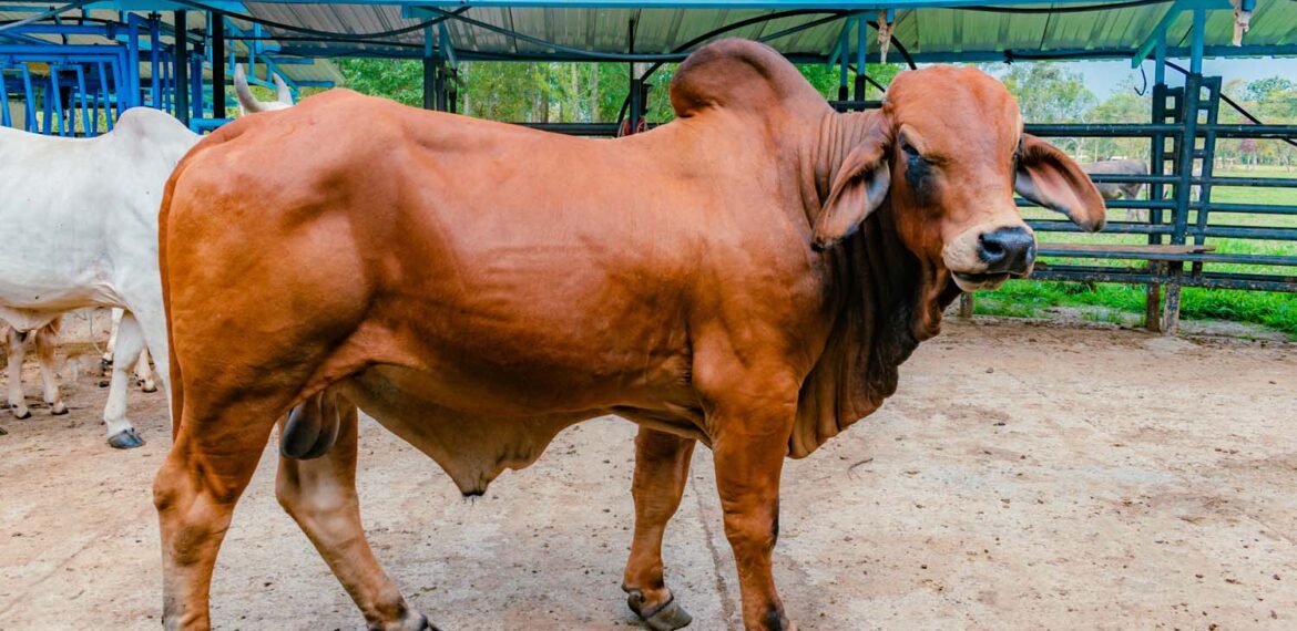 mengapa-indonesia-bergantung-pada-sapi-australia-ini-analisis-akademisi-ipb-university.jpg