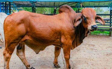 mengapa-indonesia-bergantung-pada-sapi-australia-ini-analisis-akademisi-ipb-university.jpg