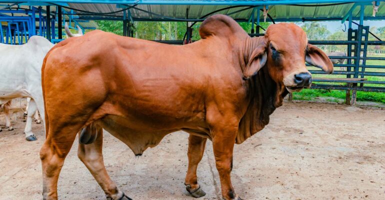 mengapa-indonesia-bergantung-pada-sapi-australia-ini-analisis-akademisi-ipb-university.jpg