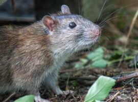 jangan-asal-sapu-kotoran-tikus-pakar-entomologi-ipb-university-peringatkan-risiko-hantavirus.jpg