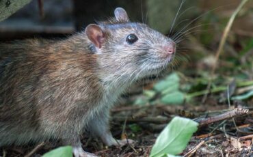 jangan-asal-sapu-kotoran-tikus-pakar-entomologi-ipb-university-peringatkan-risiko-hantavirus.jpg