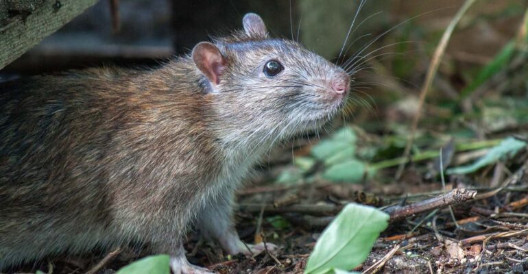 jangan-asal-sapu-kotoran-tikus-pakar-entomologi-ipb-university-peringatkan-risiko-hantavirus.jpg