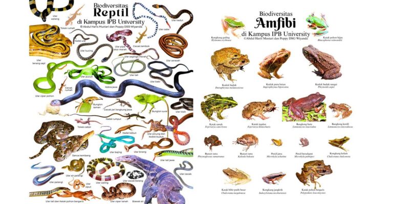 satu-dekade-kampus-biodiversitas-ipb-university-jadi-teladan-pelestarian-keanekaragaman-hayati.jpg