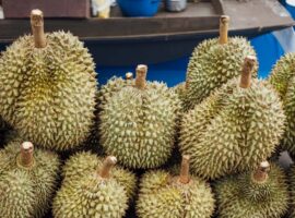 durian-sering-dituding-pemicu-kolesterol-ini-penjelasan-guru-besar-ipb-university.jpg