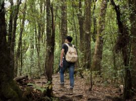 kenapa-healing-forest-bisa-redakan-stres-prof-siti-badriyah-rushayati-ungkap-senyawa-alami-ini.jpg