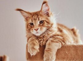 lima-rekomendasi-kucing-ras-jumbo-dari-pakar-genetika-ekologi-ipb-university-untuk-dipelihara-di-rumah.jpg