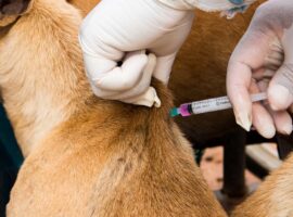 pakar-ipb-university-tekankan-urgensi-vaksinasi-dan-pengendalian-anjing-pemburu-setelah-kasus-tragis-jasinga.jpg
