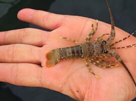 peneliti-ipb-university-kembangkan-model-bisnis-lobster-ukuran-dederan.jpg
