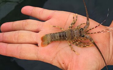 peneliti-ipb-university-kembangkan-model-bisnis-lobster-ukuran-dederan.jpg