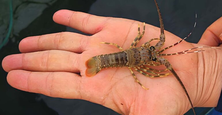 peneliti-ipb-university-kembangkan-model-bisnis-lobster-ukuran-dederan.jpg