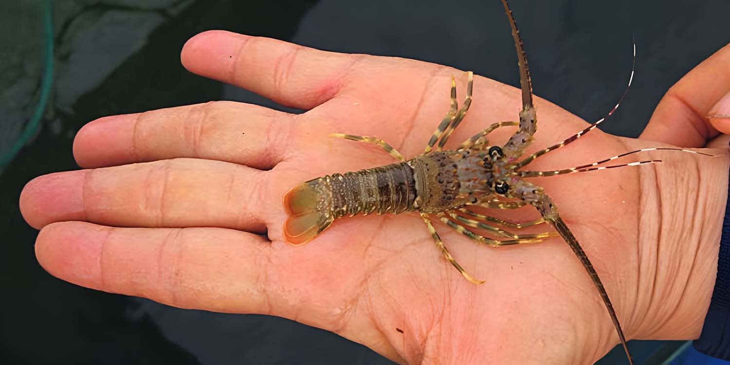 IPB University Researcher Develops a Business Model for Juvenile Lobsters
