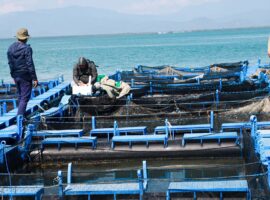 perubahan-iklim-ancam-produksi-ikan-prof-agus-oman-sudrajat-tawarkan-solusi-kontrol-hormonal-reproduksi.jpg