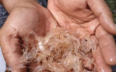 potensi-200-juta-ekor-bbl-per-tahun-pakar-ipb-university-dorong-hilirisasi-industri-lobster-nasional.jpg