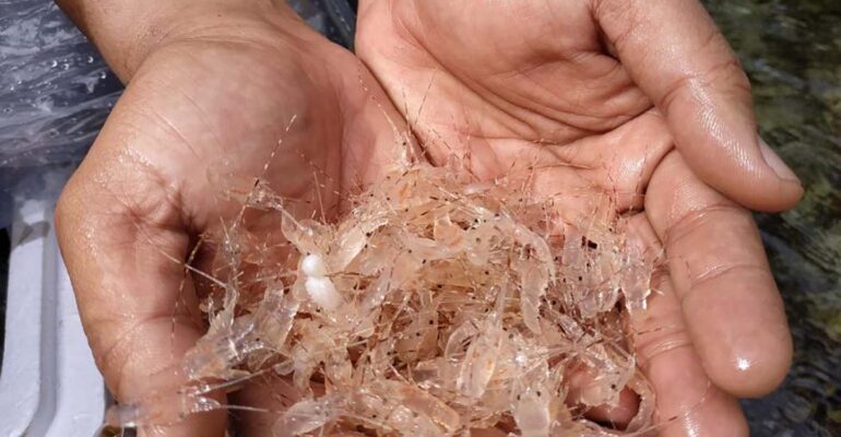 potensi-200-juta-ekor-bbl-per-tahun-pakar-ipb-university-dorong-hilirisasi-industri-lobster-nasional.jpg