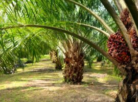 prof-hariyadi-dorong-intensifikasi-dan-ekonomi-sirkular-untuk-tingkatkan-produktivitas-sawit.jpg