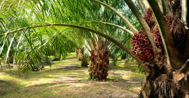 prof-hariyadi-dorong-intensifikasi-dan-ekonomi-sirkular-untuk-tingkatkan-produktivitas-sawit.jpg