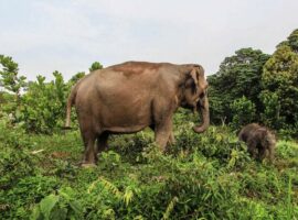 soroti-kematian-gajah-sumatra-pakar-ipb-kepentingan-ekonomi-jangka-pendek-kalahkan-kepentingan-ekologi.jpg