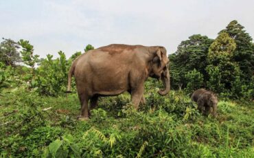 soroti-kematian-gajah-sumatra-pakar-ipb-kepentingan-ekonomi-jangka-pendek-kalahkan-kepentingan-ekologi.jpg
