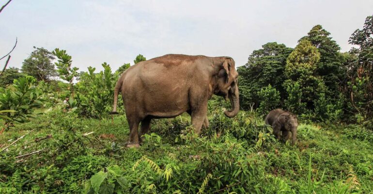 soroti-kematian-gajah-sumatra-pakar-ipb-kepentingan-ekonomi-jangka-pendek-kalahkan-kepentingan-ekologi.jpg