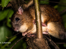 Tikus Belukar