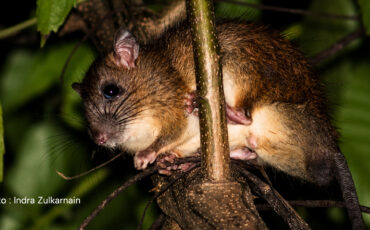 Tikus Belukar